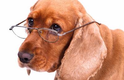  وقتی سگتان پیر می‌شود — ۸ تغییر ضروری در تغذیه و مراقبت که باید از امروز شروع کنید