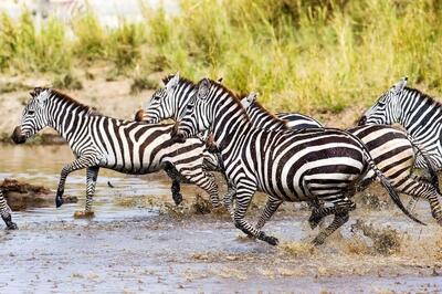  چرا سوار «گورخرها» نمی‌شویم؟