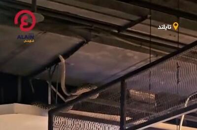  مار غول‌پیکر خریداران یک پاساژ را شوکه کرد