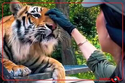  معاون اداره محیط زیست مازندران:   ۸ ماه تلاش برای درمان بیماری ببر پارک حیات‌وحش مایا بی‌نتیجه ماند