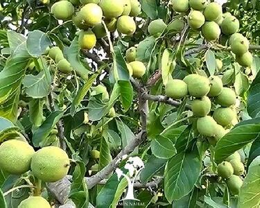  نهال گردویی که رکورد باردهی را شکست | خرید بهترین نهال گردو پرمحصول در ایران
