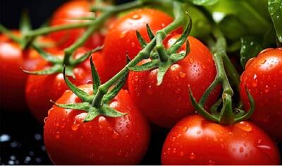  کم‌آبی باعث افزایش قیمت گوجه‌فرنگی شد | اقتصاد24