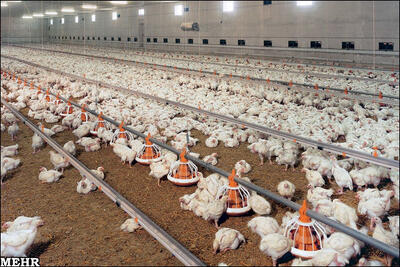  سقف جدید نرخ ارز نهاده‌های دام و طیور اعلام شد + جزئیات