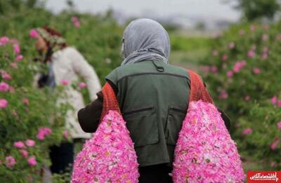  چین مشتری اصلی گل محمدی ایران | «رز طائف» ثبت تهدیدی برای ایران در بازار جهانی است؟