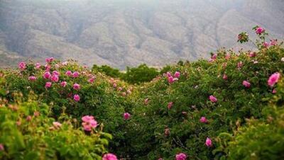  عربستان گل محمدی ایرانی را به نام خود ثبت کرد؟/ اصل ماجرا چیست؟