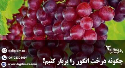  چگونه درخت انگور را پربار کنیم؟ + معرفی بهترین کود