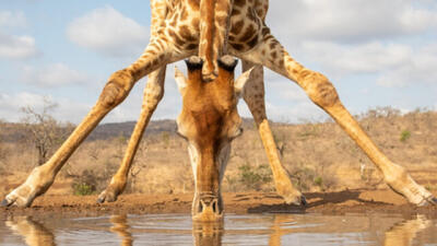  چرا پاهای زرافه‌ها بیش از حد بلند است؟ - گیمفا