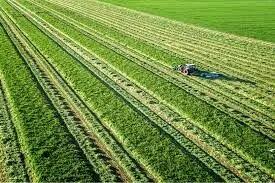  کود، سم و بذر در انتظار ارز نیمایی؛ تهدید پنهان برای امنیت غذایی ایران/ زنجیره تولید کشاورزی در آستانه فروپاشی