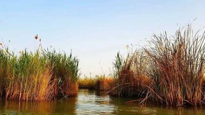  ۵۸ درصد تالاب شادگان خشک شده است