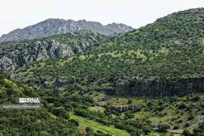  رییس موسسه تحقیقات گیاه‌پزشکی: برای نجات بلوط‌های زاگرس باید سراغ ارقام مقاوم برویم