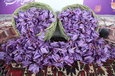  طلای سرخ امیدی نو برای کشاورزان خمین