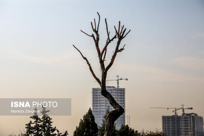  واکنش شهرداری به گزارش «مجوزهای برج‌سازی» و پاسخ ایسنا