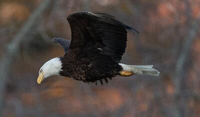  دشت کاشان میزبان عقاب‌های مهاجر