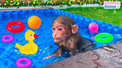  برنامه کودک بچه میمون بازیگوش | جدیدترین ماجرای شگفت‌انگیز