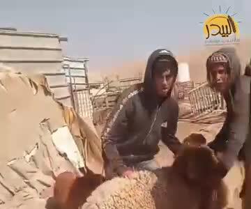  سرقت دام توسط صهیونیست‌ها