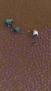  تصویر هوایی از برداشت زعفران در تربت حیدریه