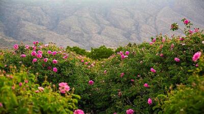  گل محمدی؛ میراث ایرانی در معرض غفلت جهانی