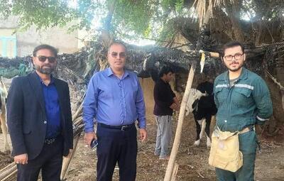  محمودی: واکسیناسیون تب برفکی در شهرستان دیر آغاز شد