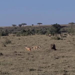  فیلم درگیری بابون با شغال‌ها بر سر شکار بچه آهو