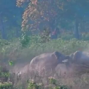  فیلم درگیری تماشایی فیل‌ها