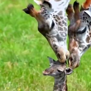 از مهربانی اردک با ماهی ها تا مهربانی پدر مادر زرافه با بچه تازه متولد شده