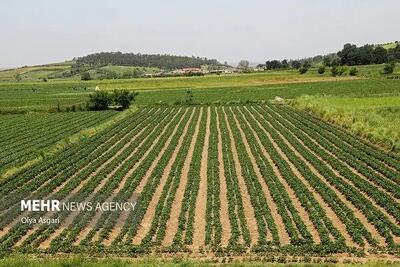 سیستان و بلوچستان زیر کشت بزرگترین مزارع محصولات استراتژیک: ۴۸ هزار هکتار غول کشاورزی ایران!