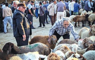  قیمت دام زنده امروز سه‌شنبه ۲۱ آبان ۱۴۰۴