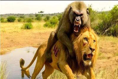  مستند حیات وحش؛ اینجا هرکی زورش برسه اون یکی میخوره حتی یه میمون شیر و پلنگ رو!