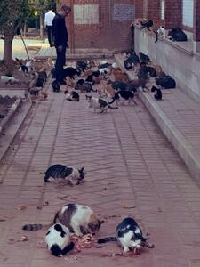  تصویر نگران‌کننده از تغذیه افراطی حیوانات در  پایتخت