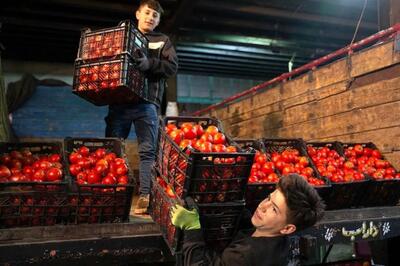  باران نبارید، گو‌جه‌فرنگی سر به فلک کشید