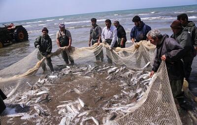  آغاز عملیات اجرایی ۳ طرح در بنادر صیادی استان بوشهر