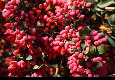  ایجاد 3500شغل و 400بارگاه زرشک؛ خراسان جنوبی در مسیر تحول با بنیاد علوی - تسنیم