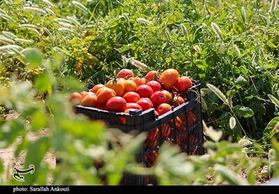  هرمزگان قطب تولید محصولات زراعی زمستانه کشور - تسنیم