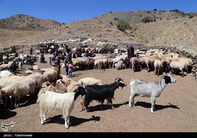  200 هزار رأس دام در جاسک رایگان واکسینه و درمان شد - تسنیم
