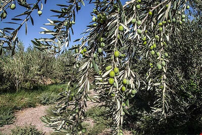  آغاز بیمه باغات زیتون در طارم
