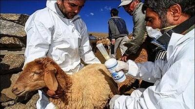  شهرستان چگنی در مسیر ریشه‌کنی طاعون نشخوارکنندگان کوچک