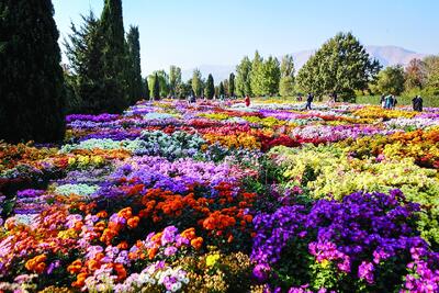  جشنواره گل‌های داوودی