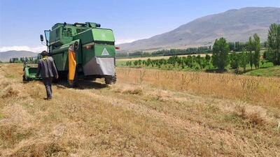  آغاز کشت ۵۰۰ هکتاری گیاه روغنی کاملینا در اراضی دیم کردستان
