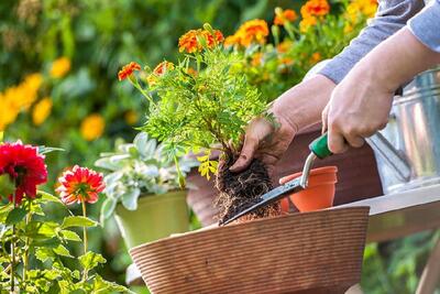  اکوتراپی؛ درمانی سبز برای آرامش روان و بدن