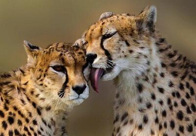  ثبت تصویری جدید از تلما، ماده‌یوز آسیایی به‌همراه توله در توران + فیلم