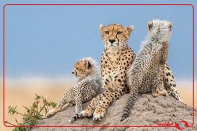  ثبت تصویری جدید از تلما، ماده‌یوز آسیایی به‌همراه توله در توران