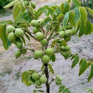  صفر تا صد احداث باغ گردو | طراحی، کاشت و فروش نهال گردو با ضمانت کیفیت توسط مجموعه تخصصی غرب نهال