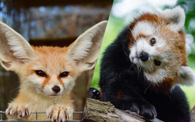  بامزه‌ترین حیوانات جهان که ناخوداگاه باعث لبخند شما می‌شوند - گیمفا