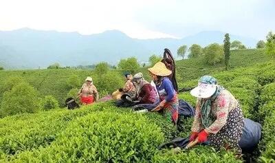 پرداخت بیش از ۶ میلیارد تومان تسهیلات جاری برای تغذیه و نگهداری باغ‌های چای تاکنون