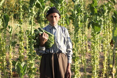  پاییز، توتون و دستان پینه‌بسته؛ قصه «کاک عمر» در روستای کوتر مهاباد