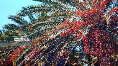  لزوم ارائه پیشنهادهای عملیاتی برای حل مشکلات صادرات خرما