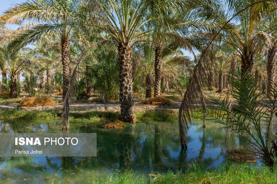 اصلاح شیوه آبیاری در بیش از ۱۰ هزار هکتار از نخیلات بوشهر آغاز شد