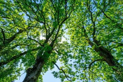  رئیس اداره منابع طبیعی الیگودرز: ارتقای سلامت روانی جامعه از دستاوردهای ارزشمند طرح کاشت درخت است