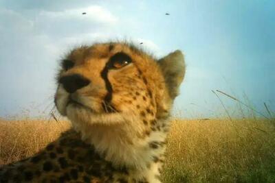  یوز تلما پس از ۳ سال دیده شد + فیلم