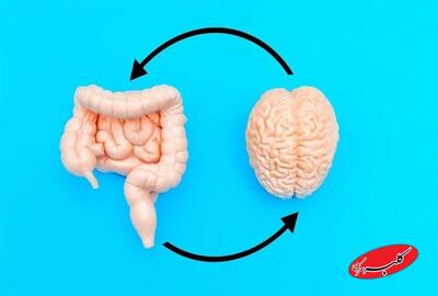  سلامت روده؛ کلید آرامش ذهن و کاهش اضطراب - کلبه سرگرمی